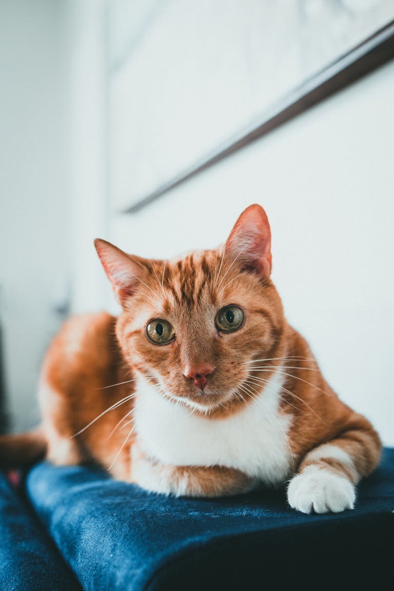 5 signes que votre chat a besoin d’un contrôle vétérinaire sans tarder