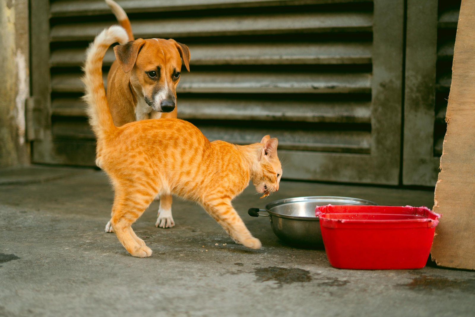 Les aliments dangereux pour les chiens et chats : ce que vous devez absolument éviter