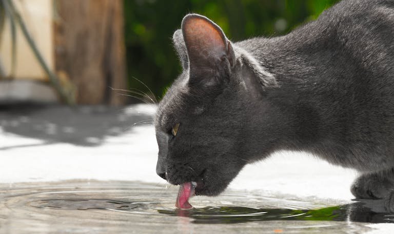 L’importance de l’hydratation chez le chat