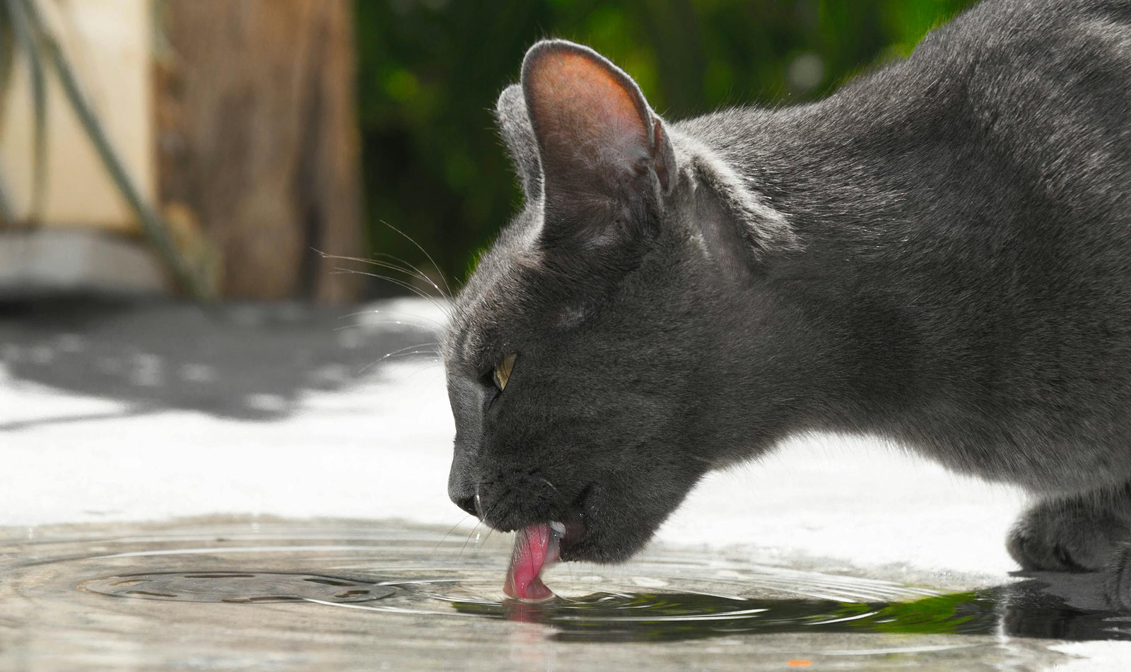 L’importance de l’hydratation chez le chat