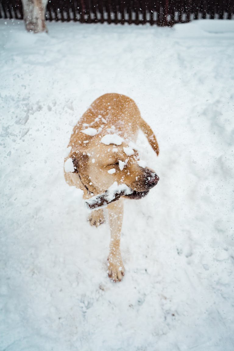 Bien préparer son animal pour l’hiver : conseils & équipements indispensables