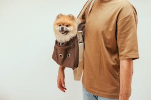 A Pomeranian sits happily in a stylish pet carrier bag worn by an adult indoors.
