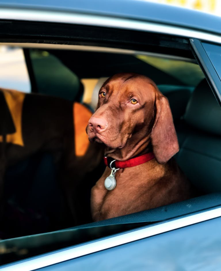 Comment transporter son animal en voiture en toute sécurité