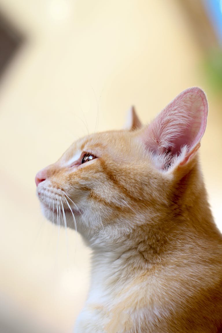 Comprendre les miaulements de son chat : guide pratique pour décrypter son langage