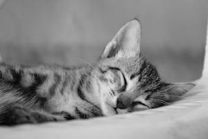 Free stock photo of cat, cat lover, cute kitten