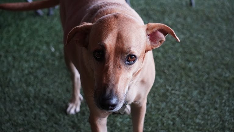 Comment gérer l’anxiété de séparation chez son animal